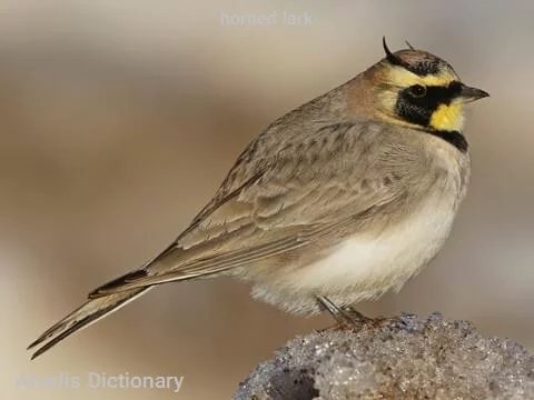 horned lark